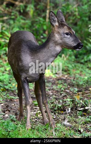 Recherche de cerfs de roe à la lumière du jour, Dorset, Royaume-Uni Banque D'Images