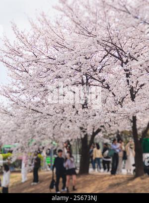 Cerisiers en fleurs en Corée du Sud, cerisiers sakura en fleurs dans les rues de Séoul, journée ensoleillée au printemps, République de Corée, cerisiers roses en fleurs, azalée Banque D'Images