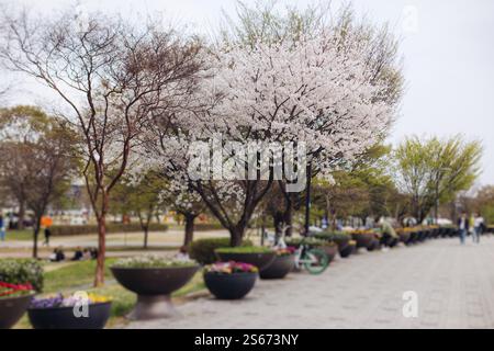 Cerisiers en fleurs en Corée du Sud, cerisiers sakura en fleurs dans les rues de Séoul, journée ensoleillée au printemps, République de Corée, cerisiers roses en fleurs, azalée Banque D'Images