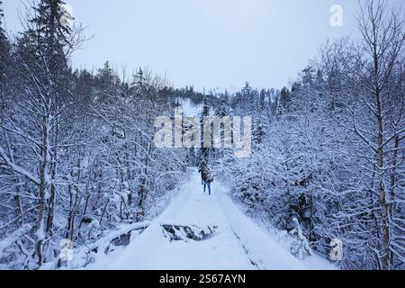 Une scène hivernale sereine mettant en scène une personne marchant le long d'un chemin enneigé dans une forêt. Les arbres enneigés créent une atmosphère paisible et magique sous le ciel doux et couvert Banque D'Images