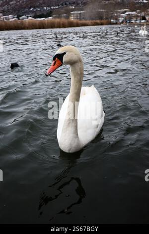 Un élégant cygne glisse gracieusement sur les eaux froides du lac, le lac orestiada à Kastoria Grèce Banque D'Images