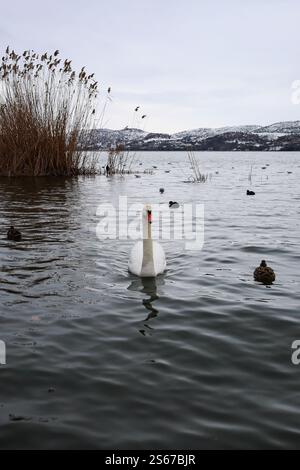 Un élégant cygne glisse gracieusement sur les eaux froides du lac, entouré par d'autres oiseaux d'eau, le lac orestiada à Kastoria Grèce Banque D'Images