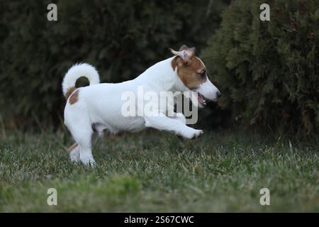 Mignon petit jack russel terrier chiot marchant à l'extérieur dans le jardin Banque D'Images
