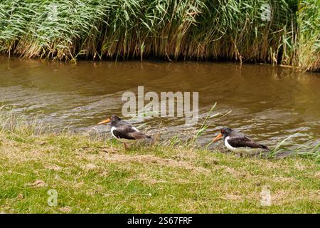 Deux huîtres, Haematopus ostralegus, dans l'herbe près d'un fossé sur l'île de Frise occidentale Ameland, pays-Bas Banque D'Images