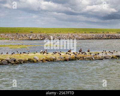 Aire de repos des oiseaux et refuge à marée haute dans les marais salants, où les huîtres et les eiders reposent à marée haute de la mer des Wadden, Ameland, pays-Bas Banque D'Images