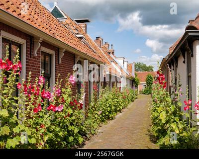 Petite rue avec des hollyhocks, Burgemeester Brouwersstraat à Garnwerd, Westerkwartier, Groningue, est la rue la plus étroite accessible en voiture dans le Nether Banque D'Images