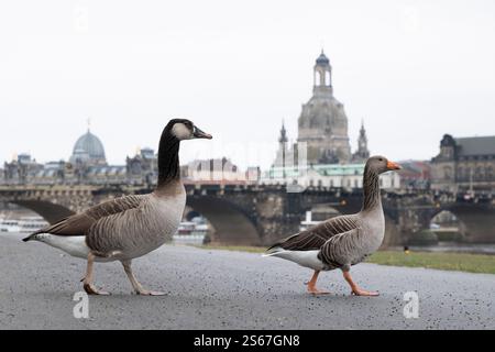 Dresde, Allemagne. 16 janvier 2025. Un hybride oie du gris/oie du Canada (l) et une oie du gris se dandinent le long des berges de l'Elbe en face de la Frauenkirche. Crédit : Sebastian Kahnert/dpa/Alamy Live News Banque D'Images