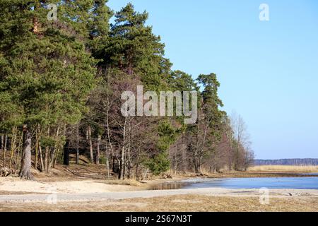 la rive du lac avec une plage de sable protégée du vent sous le vent par une forêt de conifères. Banque D'Images