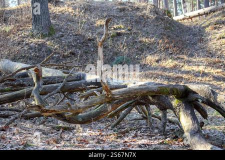 Un arbre coupé dans la forêt avec des racines s'étendant à travers le sol. Banque D'Images