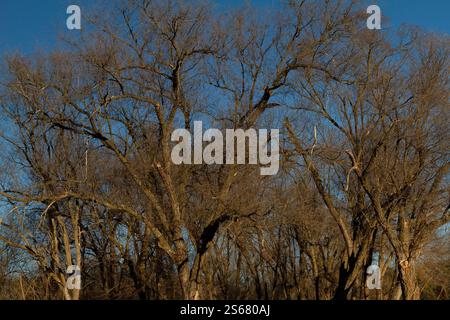 Arbres dans une forêt tranquille sous le soleil d'hiver brillant Banque D'Images