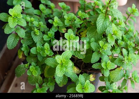 Gros plan de menthe verte fraîche poussant dans un pot de plante dans le jardin extérieur. Aussi appelé Mentha spicata ou menthe du jardin. Banque D'Images