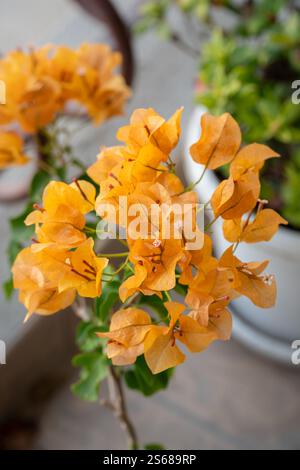 Vue rapprochée d'un bouquet de fleurs de bougainvilliers orange dans le jardin. Ils sont aussi appelés Bougainvillea glabra ou Paperflower. Banque D'Images