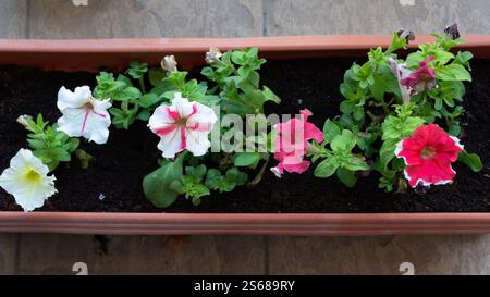 Vue en angle bas d'une variété de fleurs colorées de pétunia fleurissant dans un long pot de plante dans le jardin. Concept de jardinage. Banque D'Images