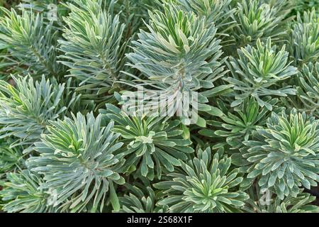 Plantes luxuriantes d'Euphorbia avec un feuillage vert dense et épi comme fond vert botanique. Vue de dessus. Jardin extérieur. Banque D'Images