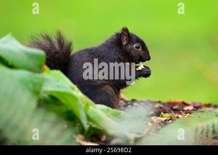 Variante de mélanisme noir de vue latérale de l'écureuil gris oriental mangeant des noix sur le sol Banque D'Images