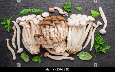 Grappe de champignons japonais comestibles hon shimeji avec des herbes vertes sur fond noir. Gros plan. Banque D'Images
