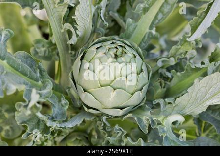 Maturation du fruit de l'artichaut sur la plante 'Cynara cardunculus var. Scolymus' , aussi connu sous le nom de Green Globe artichaut, Californie. Banque D'Images