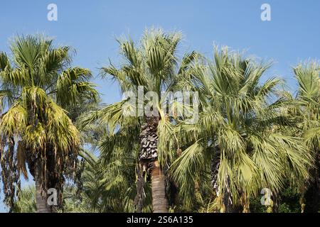 Palmiers dattiers, en latin appelé Phoenix dactylifera, poussant en groupe. Vue de face avec accent sur les couronnes avec des grappes de fruits de dattes. Banque D'Images