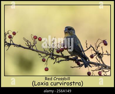 Bec-croisé rouge -Loxia curvirostra- perché sur une branche avec des baies rouges Banque D'Images