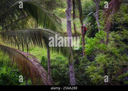 Une superbe scène de forêt tropicale met en scène un ouvrier sur un cocotier imposant entouré d'un feuillage vert luxuriant et vibrant, mettant en valeur magnifiquement le E. Banque D'Images