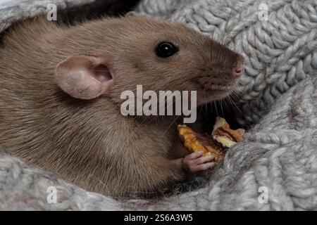 Gros plan d'un rat domestique brun Dumbo est assis dans un tissu tricoté gris et mange une noix. vue latérale. Flou et mise au point sélective Banque D'Images