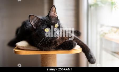 Un jeune chat noir allongé sur le dessus d'un arbre à chat par la fenêtre, les yeux jaunes grands ouverts Banque D'Images