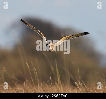Un hibou à oreilles courtes (Asio flammeus) chassant les collines des Cotswold en hiver Banque D'Images