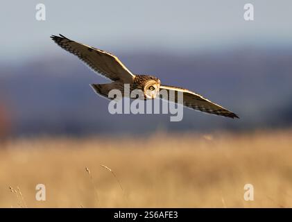Un hibou à oreilles courtes (Asio flammeus) chassant les collines des Cotswold en hiver Banque D'Images