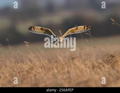 Un hibou à oreilles courtes (Asio flammeus) chassant les collines des Cotswold en hiver Banque D'Images