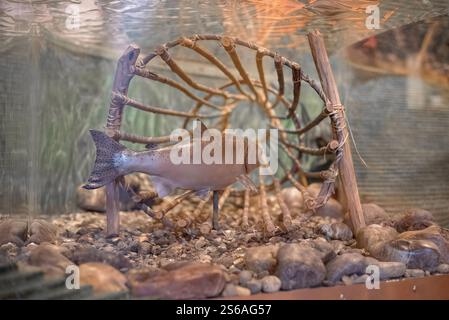 Esturgeon nageant près d'une roue de bois dans un réservoir clair, adapté aux documentaires de vie aquatique et aux expositions éducatives. Banque D'Images