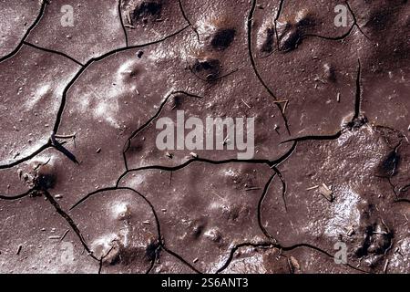 Un sol fissuré et séché avec beaucoup de saleté et de débris. Le sol semble être dans un état de décomposition, avec la saleté et les débris dispersés partout Banque D'Images