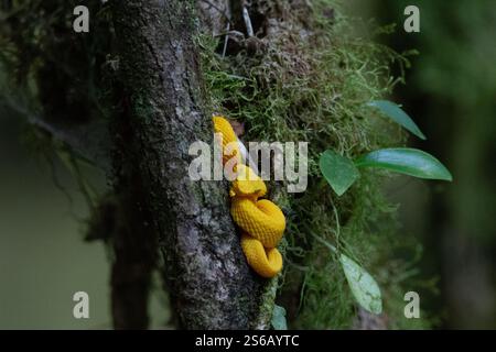 gros plan d'une vipère jaune dans un arbre Banque D'Images