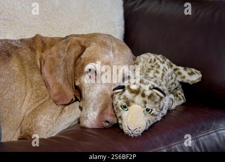 Mâle senior hongrois Vizsla chien se reposant avec son jouet préféré sur le canapé Banque D'Images