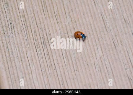 coccinelle rampant sur fond en bois Banque D'Images