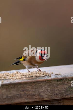 European Goldfinch se nourrissant de coeurs de tournesol sur un poteau de clôture dans le Somerset, Royaume-Uni Banque D'Images