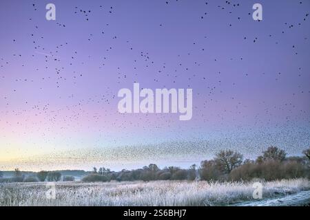 Starling Mass Ascent juste avant le lever du soleil à Ham Wall, Somerset Levels, Royaume-Uni Banque D'Images