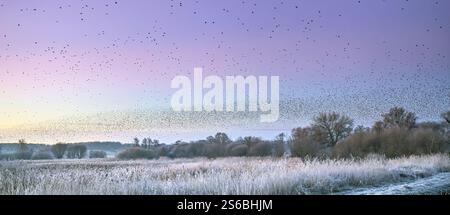 Starling Mass Ascent juste avant le lever du soleil à Ham Wall, Somerset Levels, Royaume-Uni Banque D'Images