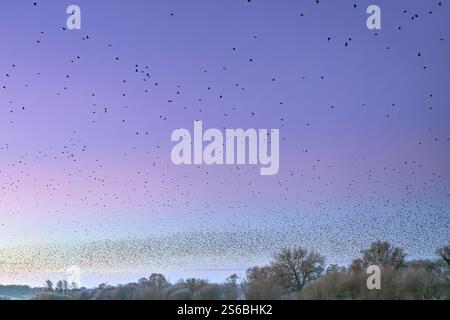 Starling Mass Ascent juste avant le lever du soleil à Ham Wall, Somerset Levels, Royaume-Uni Banque D'Images