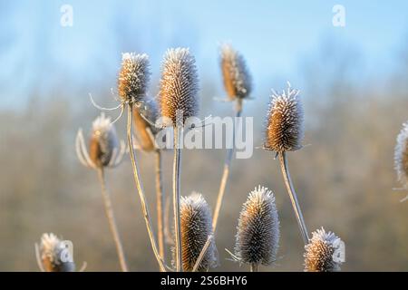 Le gel ensoleillé couvrait des plantes de chevalet prises contre un ciel bleu tôt le matin alors que le soleil se levait Banque D'Images