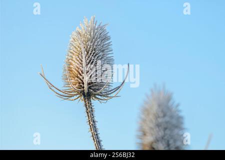 Le gel ensoleillé couvrait des plantes de chevalet prises contre un ciel bleu tôt le matin alors que le soleil se levait Banque D'Images