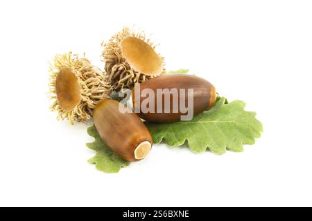 Glands isolés sur fond blanc, studio shot fruit de chêne mûr avec branche, médecine alternative (Fagaceae) Banque D'Images