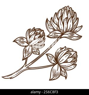 Branche de fleurs de champ sauvage, vecteur d'esquisse isolé de trèfle. Bourgeons avec des feuilles sur la tige, culture et culture de plantes de trèfle, pollen pour les abeilles. Apiculture et rucher, agriculture et jardinage, floraison. Croquis isolé de trèfle ou de trèfle, fleurs des champs sauvages Illustration de Vecteur