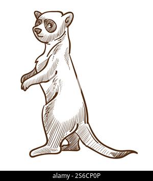 Suricat ou suricate esquisse isolée, vecteur de dessin d'animaux du désert africain. Afrique faune et nature, espèces de mammifères à fourrure debout, zoologie et biologie. Zoo et faune, savane mangouste. Croquis isolé africain suricate ou suricat, animal du désert Illustration de Vecteur