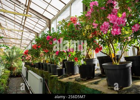 Une serre remplie de rhododendrons et d'azalées en fleurs dans des pots noirs, avec des fleurs roses et rouges éclatantes sous la lumière naturelle du soleil Banque D'Images