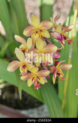 grappe d'orchidées roses jaunes en fond de jardin, gros plan de fleurs exotiques délicates dans la mise au point douce et l'espace de copie Banque D'Images