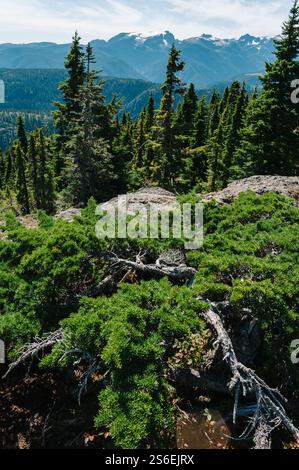 Vue sur le glacier Comox et les montagnes depuis le sommet du mont. Becher, Parc provincial de Stratchcona, Colombie-Britannique, Canada Banque D'Images