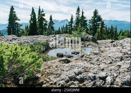 Vue sur le glacier Comox et les montagnes depuis le sommet du mont. Becher, Parc provincial de Stratchcona, Colombie-Britannique, Canada Banque D'Images