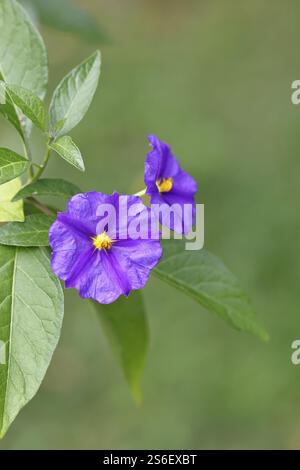 Arbre de pomme de terre bleu (Lycianthes rantonnetii), arbre de gentiane, fleur, gros plan, Wilden, Rhénanie du Nord-Westphalie, Allemagne, Europe Banque D'Images