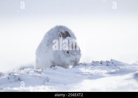 Lièvre de montagne (Lepus timidus) animal adulte dans son manteau d'hiver se nourrissant sur un flanc de montagne enneigé, montagnes Cairngorm, Écosse, Royaume-Uni, Banque D'Images