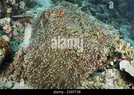 Poisson clown Ocellaris (Amphiprion ocellaris), Nemo, caché dans une grande anémone géante (Stichodactyla gigantea) dans un récif corallien animé, site de plongée Coral Gar Banque D'Images